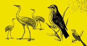 200 World Migratory Bird Day Captions for Instagram with Emoji and Hashtags