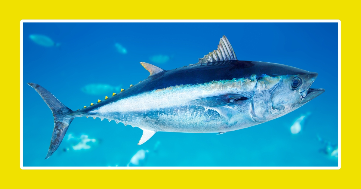 200 World Tuna Day Captions For Instagram With Emoji 🐟